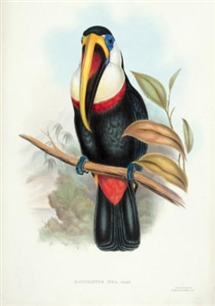 John Gould: The Family of Toucans